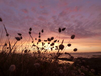 Nature flowers relaxation