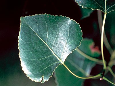 Populus deltoides NRCS-1