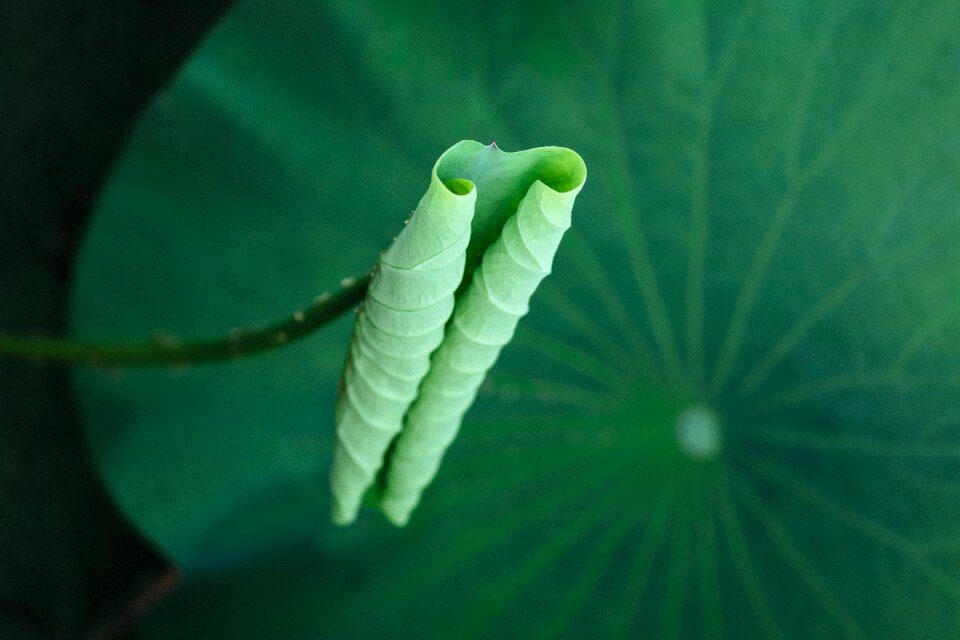 Desktop closeup lotus