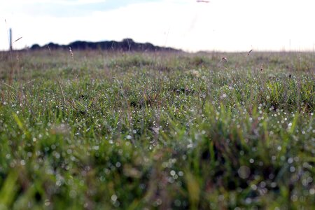 Nature flowers grass