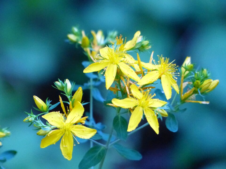 Tiny flower nature photo