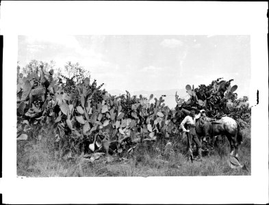 Portion of the cactus hedge at Mission San Gabriel with horseman, ca.1886 (CHS-4678)