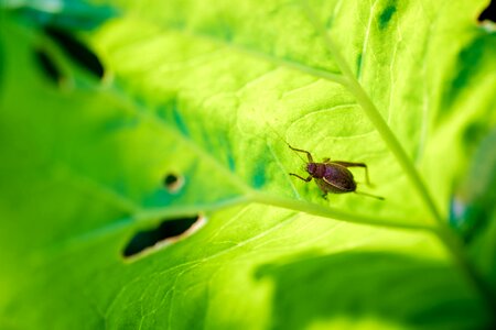 Leaf cricket green photo