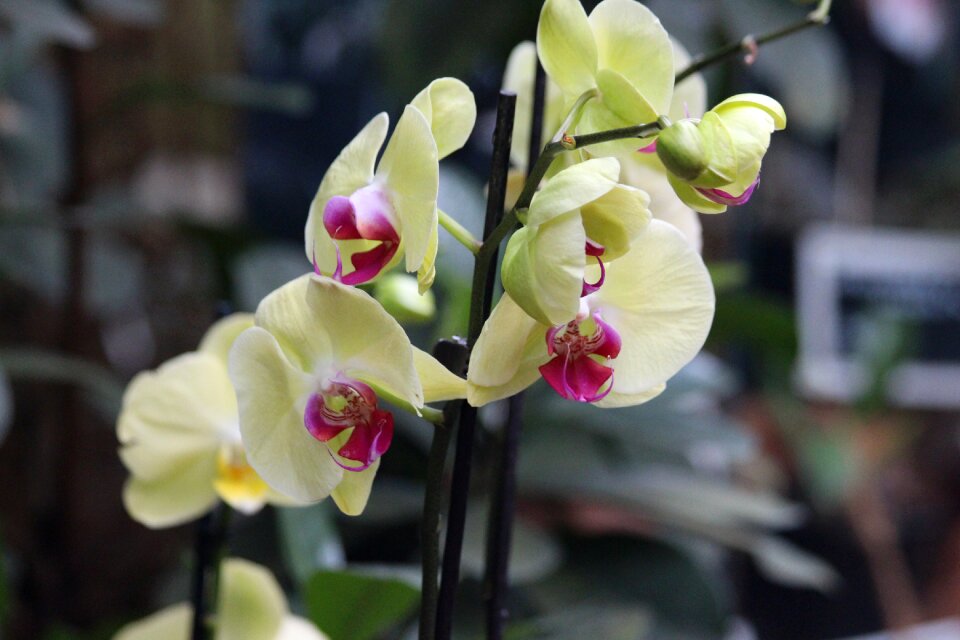 Plant nature beautiful