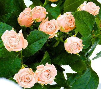 Flower composition bouquet of roses