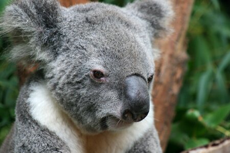 Wildlife cute australia photo