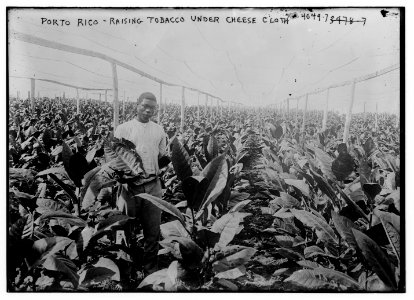 Porto (Puerto) Rico - Raising tobacco under Cheese Cloth LCCN2014703161