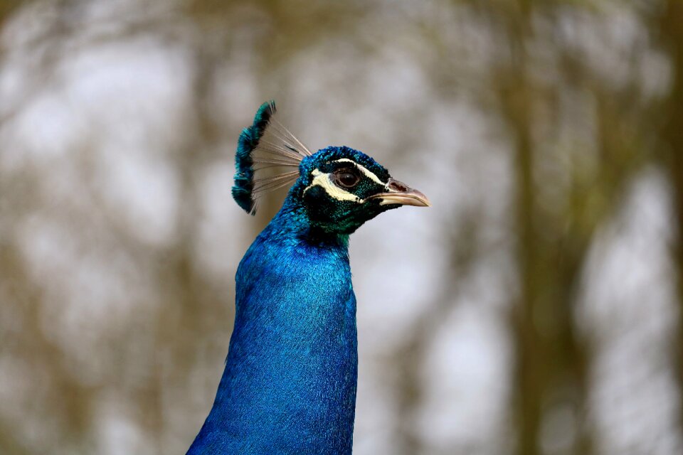 Feather animal portrait