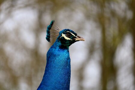 Feather animal portrait photo