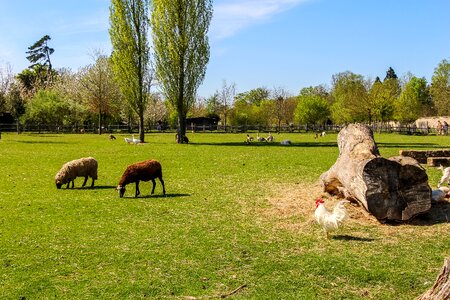 Nature animals tree photo