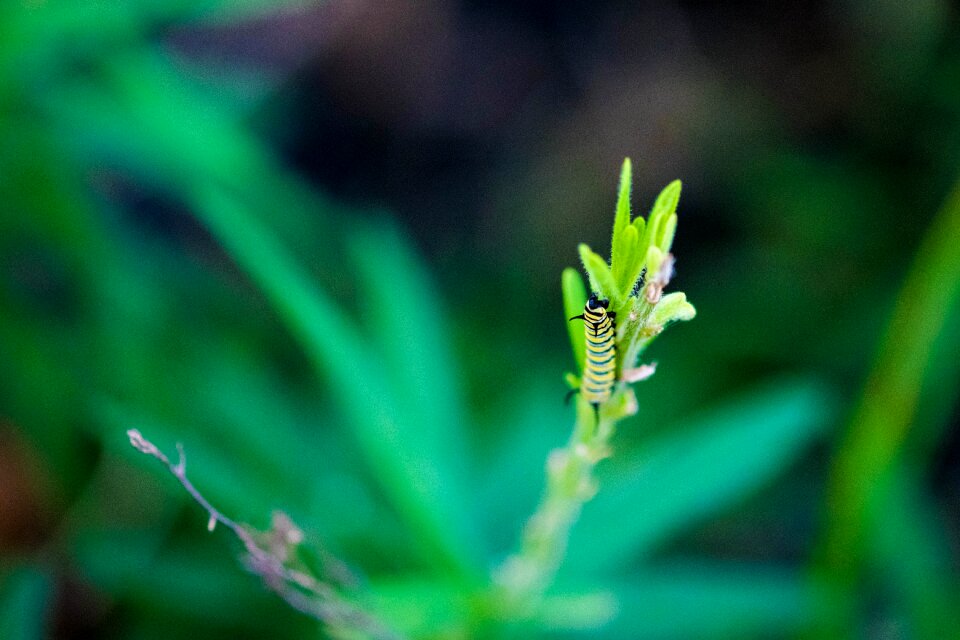 Wildlife lepidoptera leaf