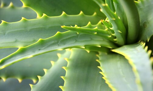 Thorn plant agave photo