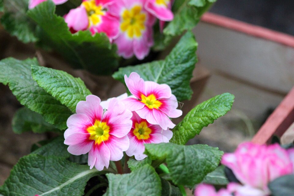 Flower sheet plant