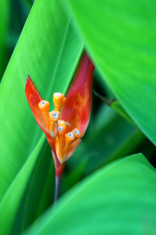 Red flowers green red