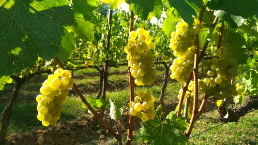 Grapes franciacorta bunches