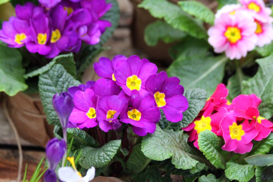 Flower sheet plant