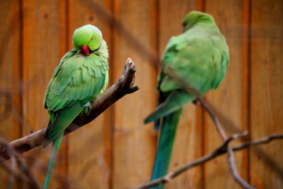 Nature wing tropical
