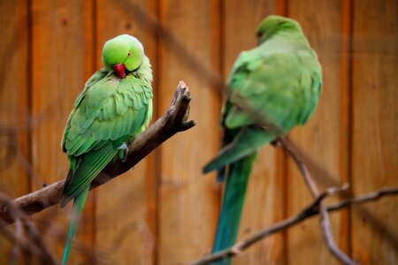 Nature wing tropical