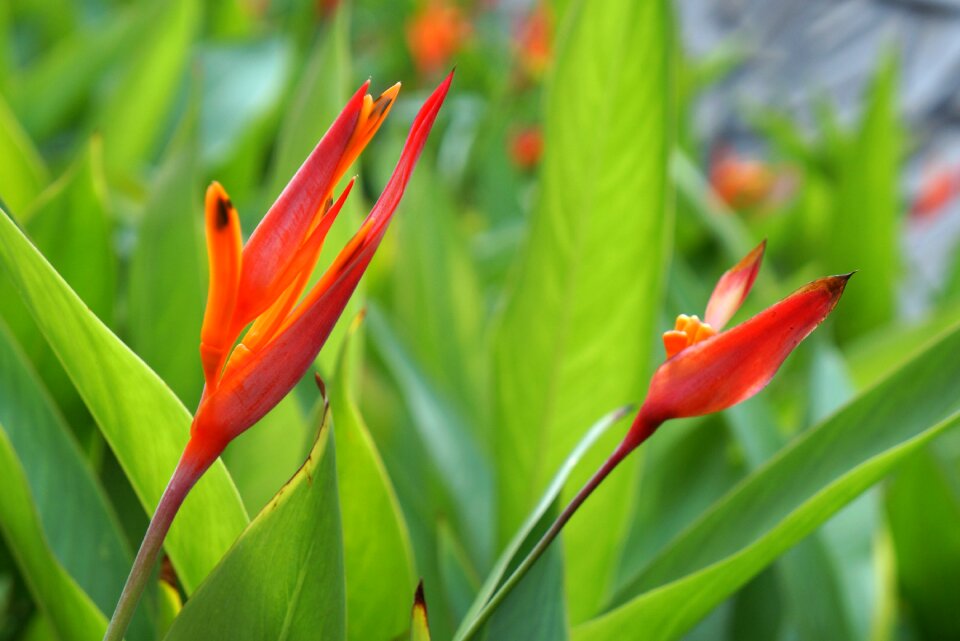 Red flowers natural large leaf