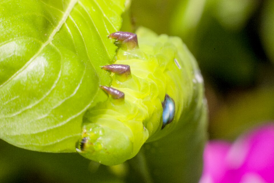 Caterpillar macro worms Free photos