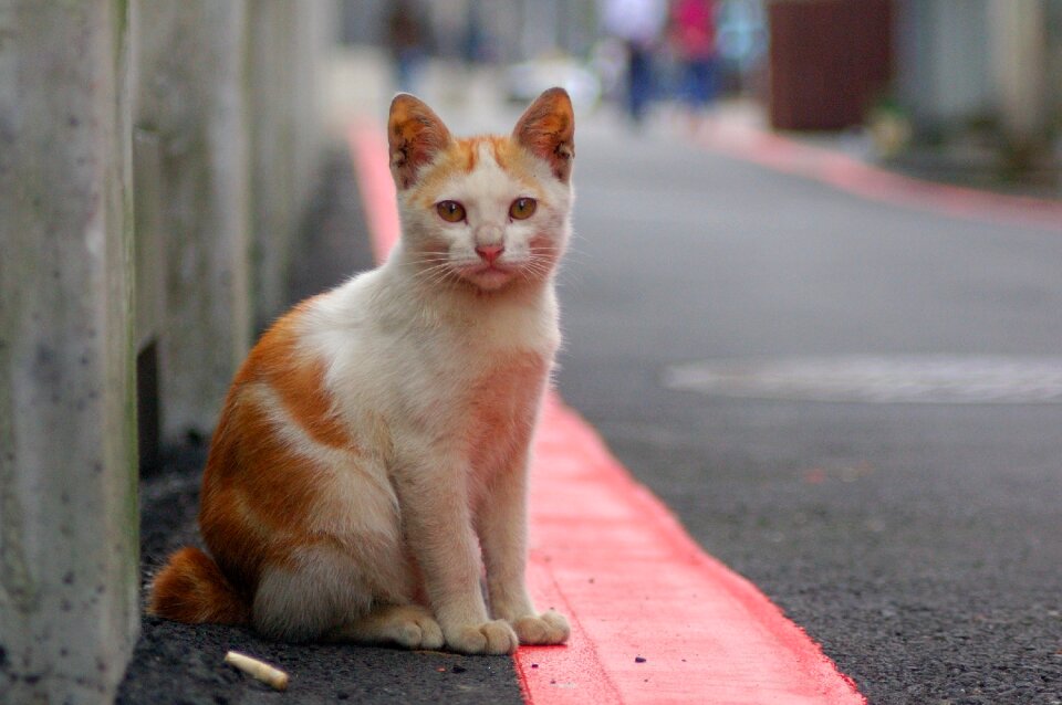 Cute animal outdoor