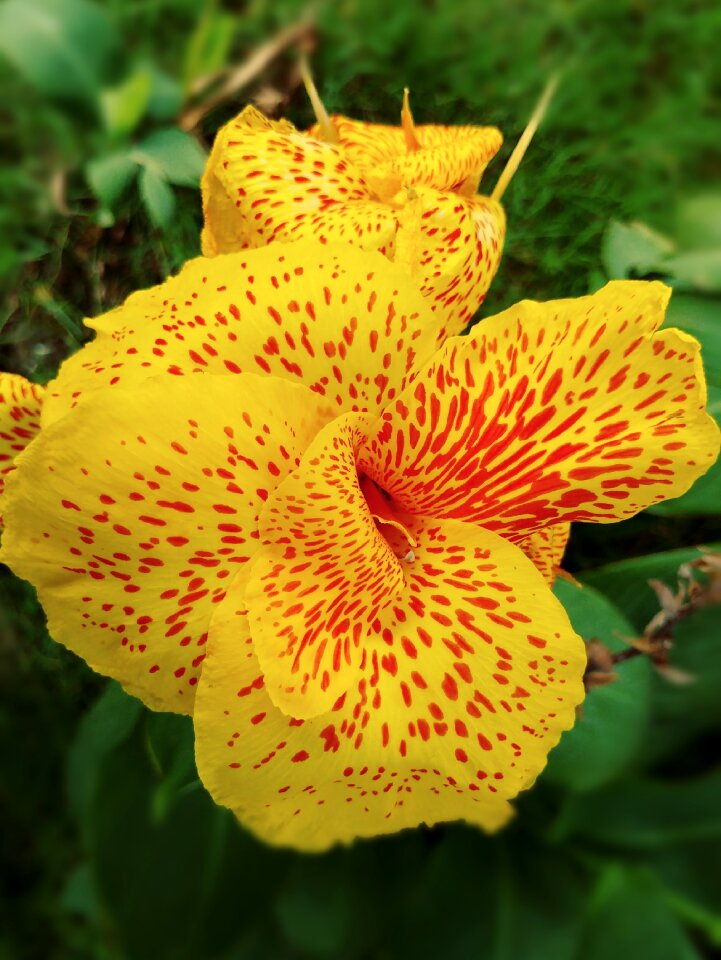 Petal cultivar garden