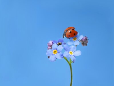 Seven-spot ladybird lucky ladybug insect