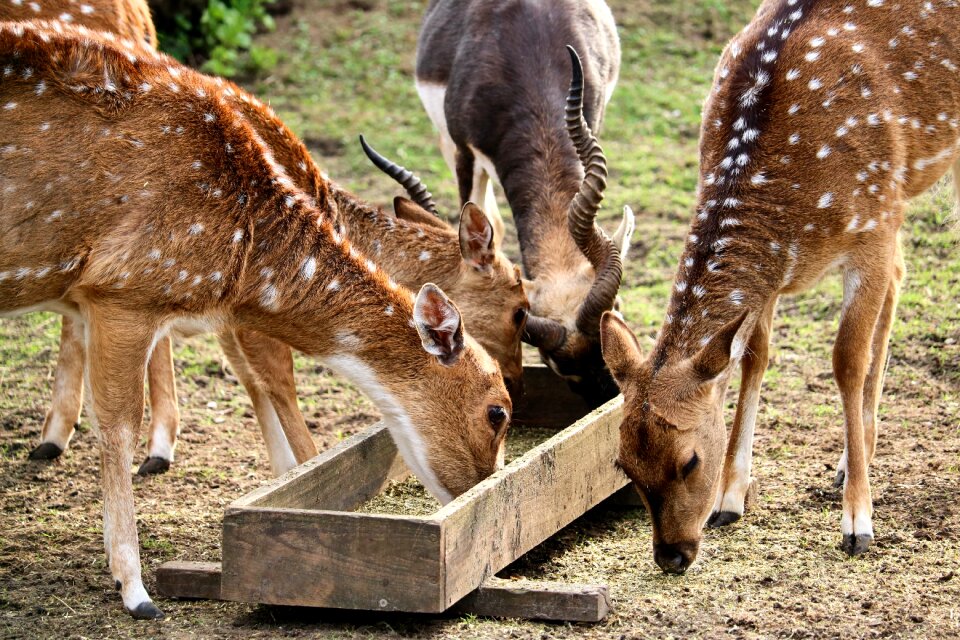 Nature grass hirsch
