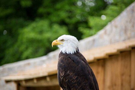 Bird of prey bird bill photo