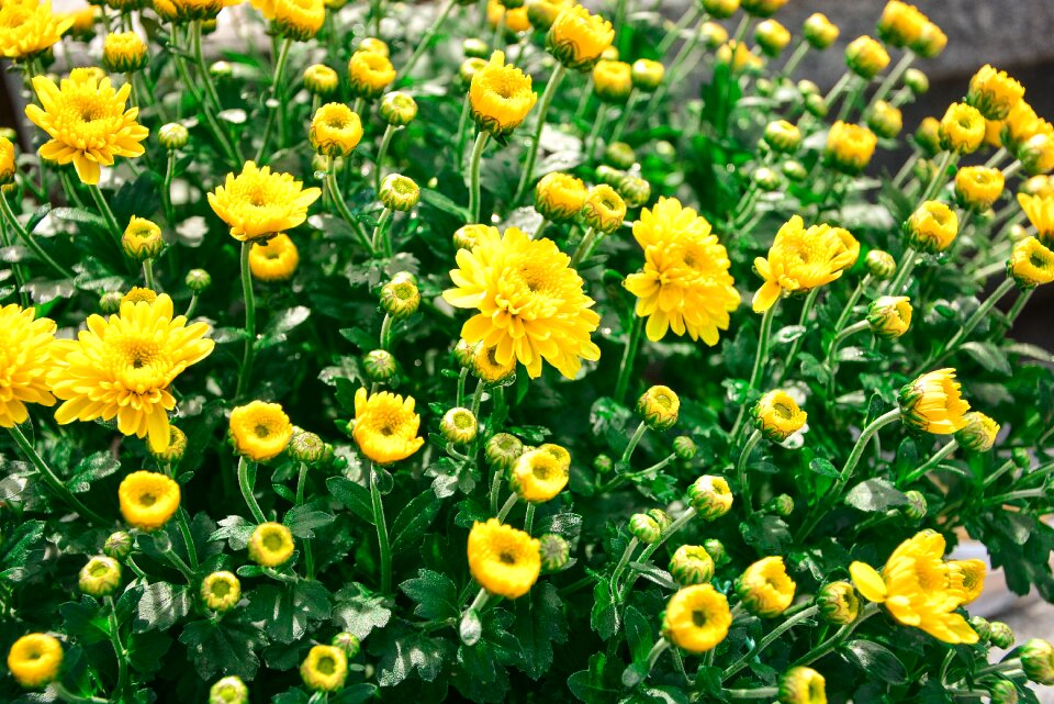 Plants spring nature