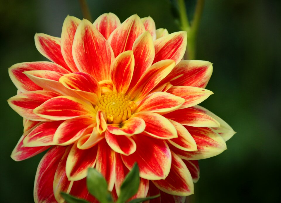 Nature blossom bloom