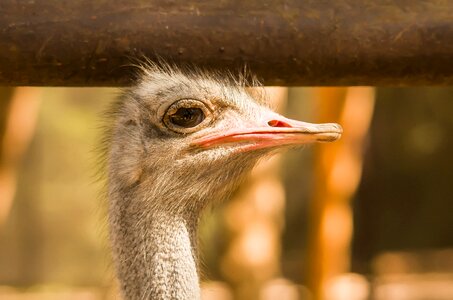 Ostrich bird head Free photos photo