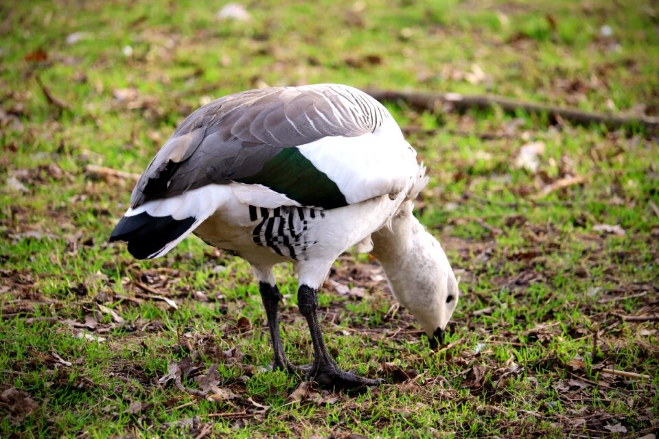 Nature feather bill
