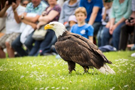 Bird of prey bird bill