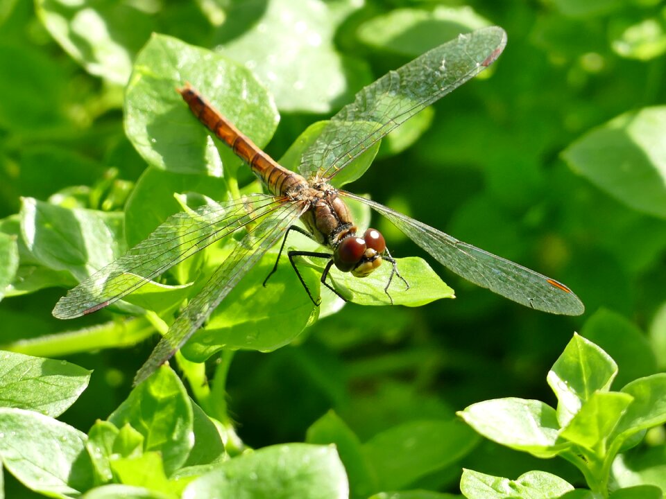 Dragonfly autumn green