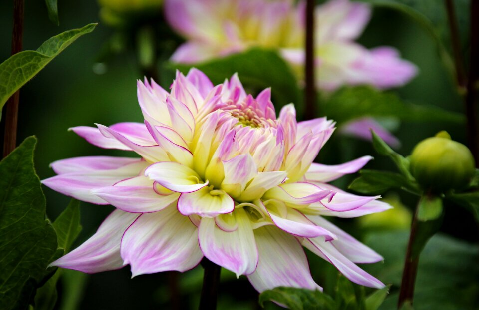 Blossom bloom dahlia