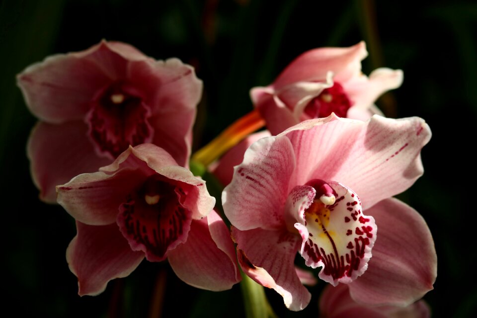 Petal floral botanical