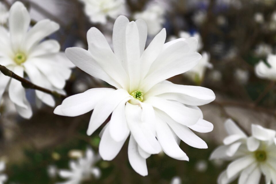 Tree spring white