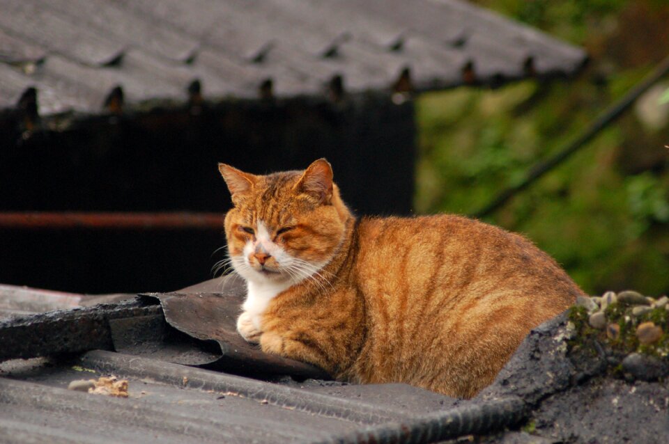 Animal nature Free photos