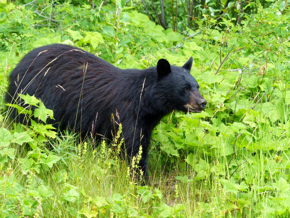 Animal nature wildlife