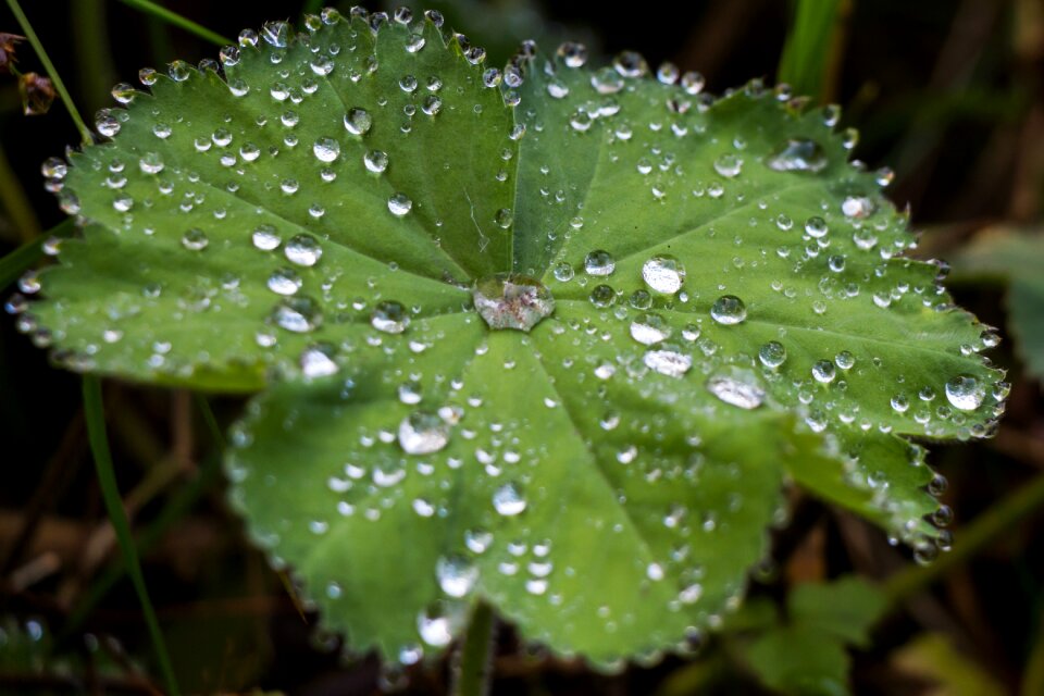 Rain close up dew