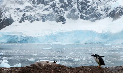 Antarctica penguins icebergs photo