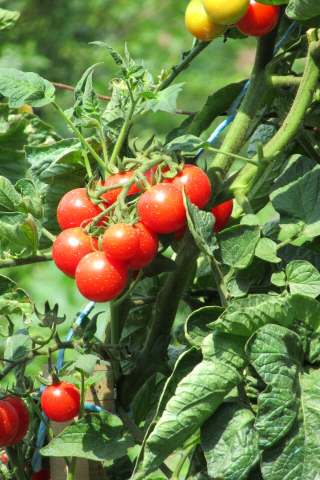 Tomatoes garden crop