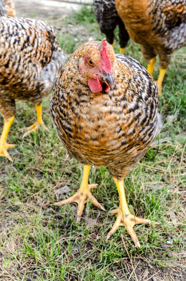 Bird black broiler