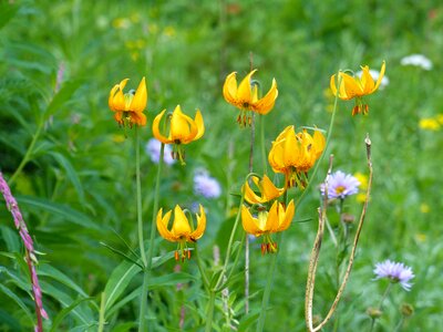 Plant nature floral photo