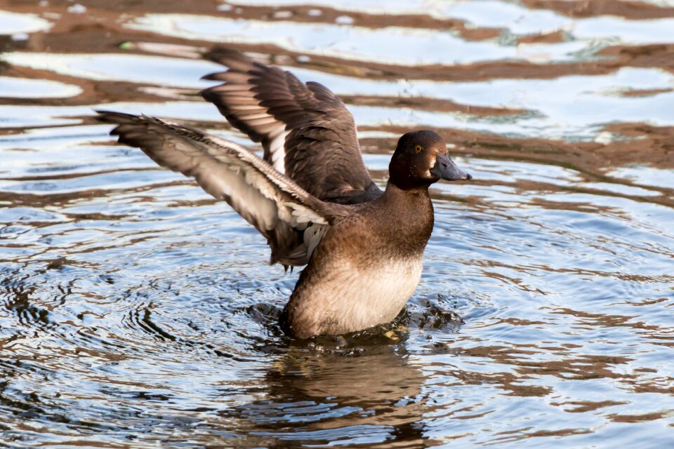 Lake pond animal