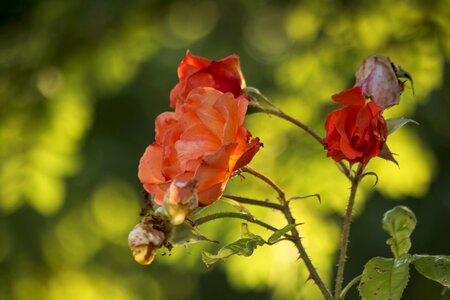 Summer flower nature