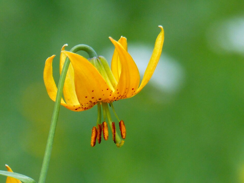 Plant nature floral