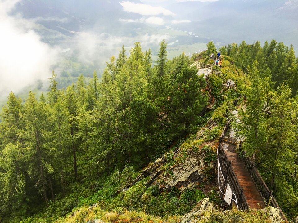 Landscape wood pathway