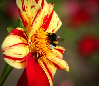 Blossom bloom dahlia